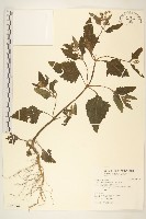 藏品(豨簽)的圖片