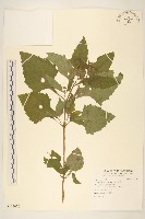 藏品(豨簽)的圖片