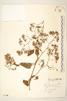 藏品(蔓黃菀)的圖片