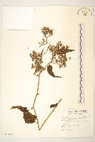 藏品(蔓黃菀)的圖片