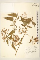 藏品(蔓黃菀)的圖片