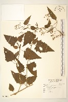 藏品(蔓黃菀)的圖片