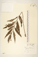 藏品(黃菀)的圖片