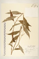 藏品(黃菀)的圖片