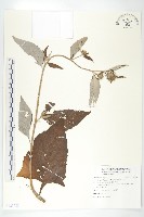 藏品(臺灣青木香)的圖片