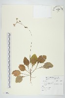 藏品(黃鵪菜)的圖片