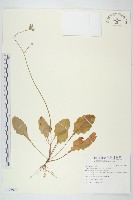 藏品(黃鵪菜)的圖片