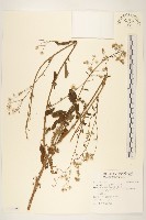 藏品(一枝香)的圖片