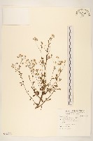 藏品(一枝香)的圖片