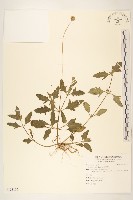 藏品(長柄菊)的圖片