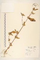 藏品(金腰箭)的圖片