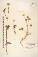 藏品(金腰箭)的圖片