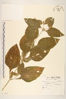 藏品(金腰箭)的圖片