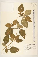 藏品(金腰箭)的圖片