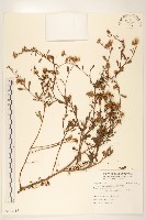 藏品(光梗闊苞菊)的圖片