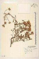 藏品(光梗闊苞菊)的圖片