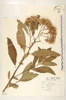 藏品(香闊苞菊)的圖片