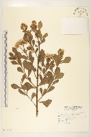 藏品(鯽魚膽、闊苞菊)的圖片