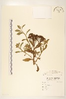 藏品(翼莖闊苞菊)的圖片