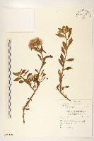 藏品(翼莖闊苞菊)的圖片