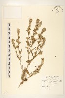 藏品(假地膽草)的圖片