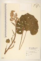 藏品(臺灣款冬)的圖片