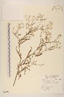 藏品(銀膠菊)的圖片