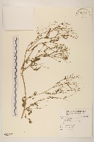 藏品(銀膠菊)的圖片