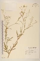 藏品(銀膠菊)的圖片