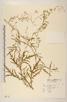 藏品(銀膠菊)的圖片