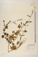 藏品(矮菊)的圖片