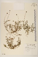 藏品(矮菊)的圖片