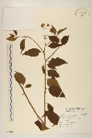 藏品(小舌菊、蔓綿菜)的圖片