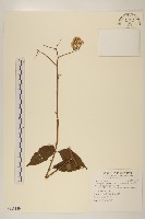 藏品(小舌菊、蔓綿菜)的圖片