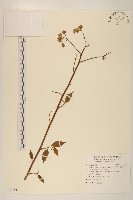 藏品(小舌菊、蔓綿菜)的圖片