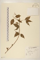 藏品(小舌菊、蔓綿菜)的圖片