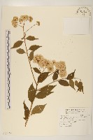 藏品(小舌菊、蔓綿菜)的圖片