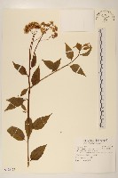 藏品(小舌菊、蔓綿菜)的圖片