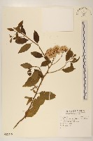 藏品(小舌菊、蔓綿菜)的圖片