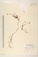 藏品(玉山薄雪草)的圖片