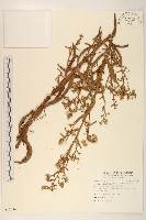 藏品(六角草)的圖片