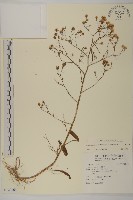 藏品(掃帚菊)的圖片