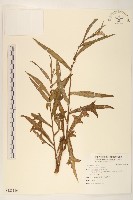 藏品(鵝仔草)的圖片