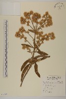 藏品(艾納香)的圖片