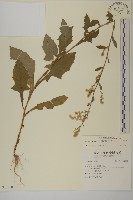 藏品(薄葉艾納香)的圖片