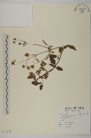 藏品(大花咸豐草)的圖片