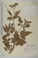 藏品(小白花鬼針)的圖片