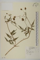 藏品(鬼針)的圖片