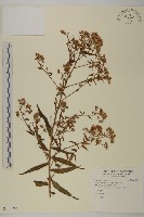 藏品(臺灣馬蘭)的圖片
