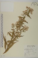 藏品(臺灣馬蘭)的圖片